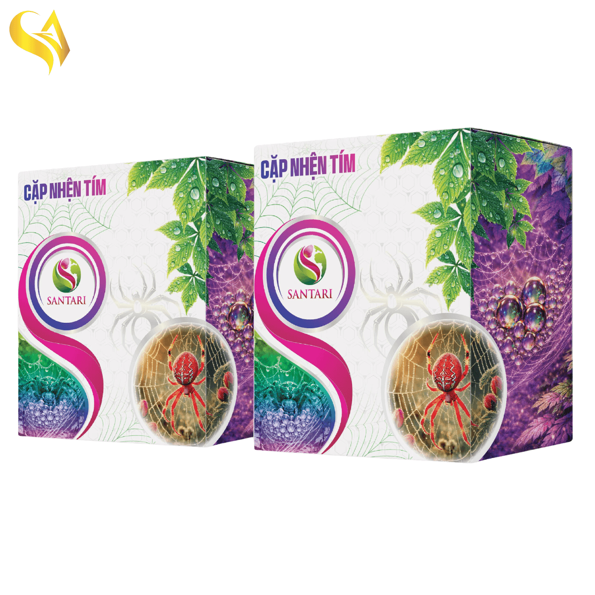 CẶP NHỆN TÍM NEW